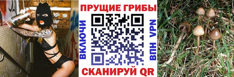 Галлюциногенные грибы прущие грибы  Зеленодольск 